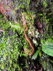 Bipalium monolineatum