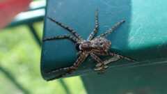 Philodromus margaritatus