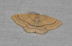 Cyclophora linearia