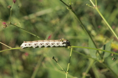 Proserpinus terlooii