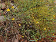 Osteospermum polygaloides