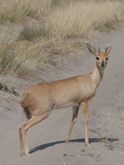 Raphicerus campestris