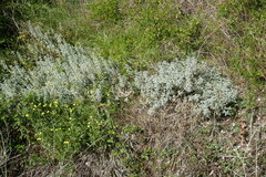 Mercurialis tomentosa