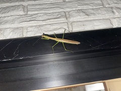 Tenodera angustipennis