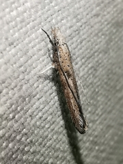 Paradoxus osyridellus