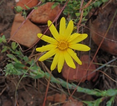 Osteospermum polygaloides