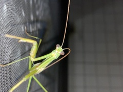 Tenodera angustipennis