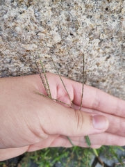 Digitaria radicosa