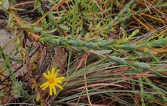 Osteospermum polygaloides