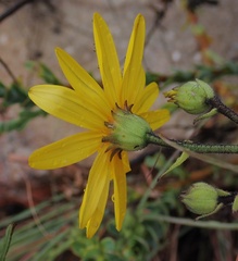 Osteospermum polygaloides