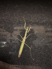 Tenodera angustipennis