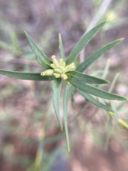 Pimelea microcephala