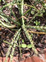 Iridaceae