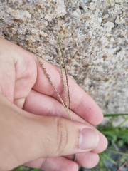 Digitaria radicosa
