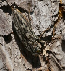 Chalcophora mariana massiliensis