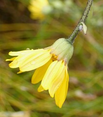 Osteospermum polygaloides