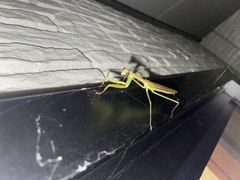 Tenodera angustipennis