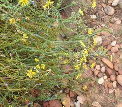 Osteospermum polygaloides