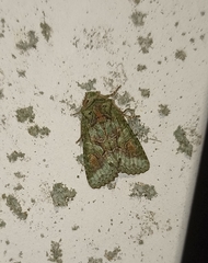 Allophyes oxyacanthae