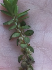 Illecebrum verticillatum