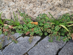 Euphorbia thymifolia