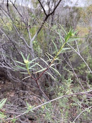 Pimelea microcephala
