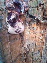 Fistulina hepatica
