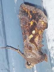 Chrysodeixis
