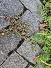 Euphorbia thymifolia