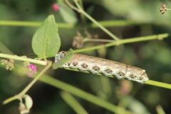 Proserpinus terlooii