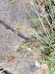 Fimbristylis dichotoma