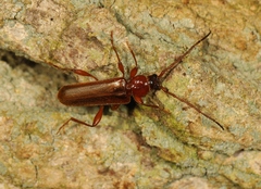 Phymatodes testaceus