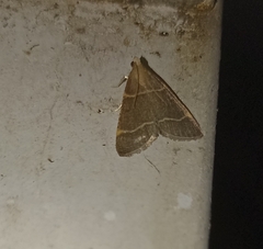 Hypsopygia glaucinalis