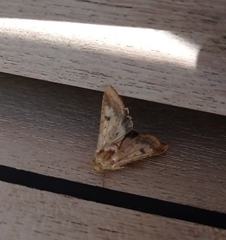 Agrotis trux