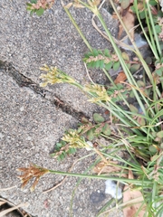 Fimbristylis dichotoma