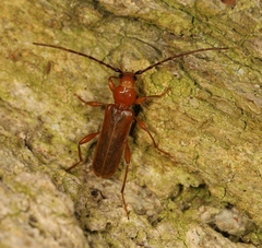 Phymatodes testaceus