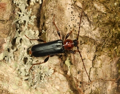 Phymatodes testaceus