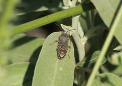 Hypselonotini