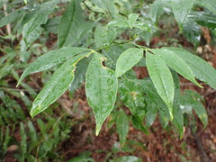 Melicope pteleifolia