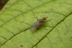Scathophaga