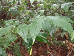 Melicope pteleifolia