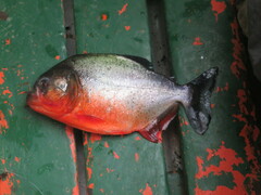 Pygocentrus nattereri