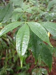 Melicope pteleifolia