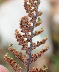 Cheilanthes