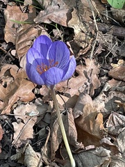 Crocus speciosus
