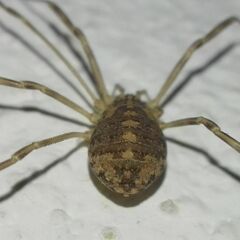 Opilio saxatilis