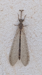 Distoleon annulatus