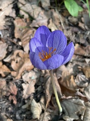 Crocus speciosus