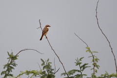 Lanius phoenicuroides