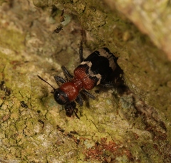 Thanasimus formicarius